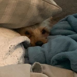 Meet your Posher, Lindsey